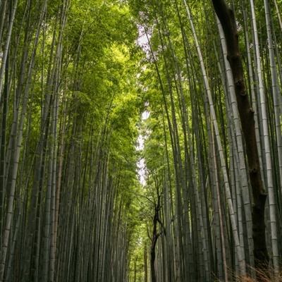 公主涂色画画游戏免费下载